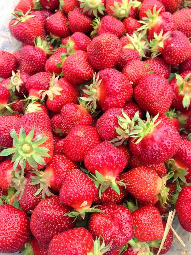 Wellness Wednesday: Strawberry Picking :)