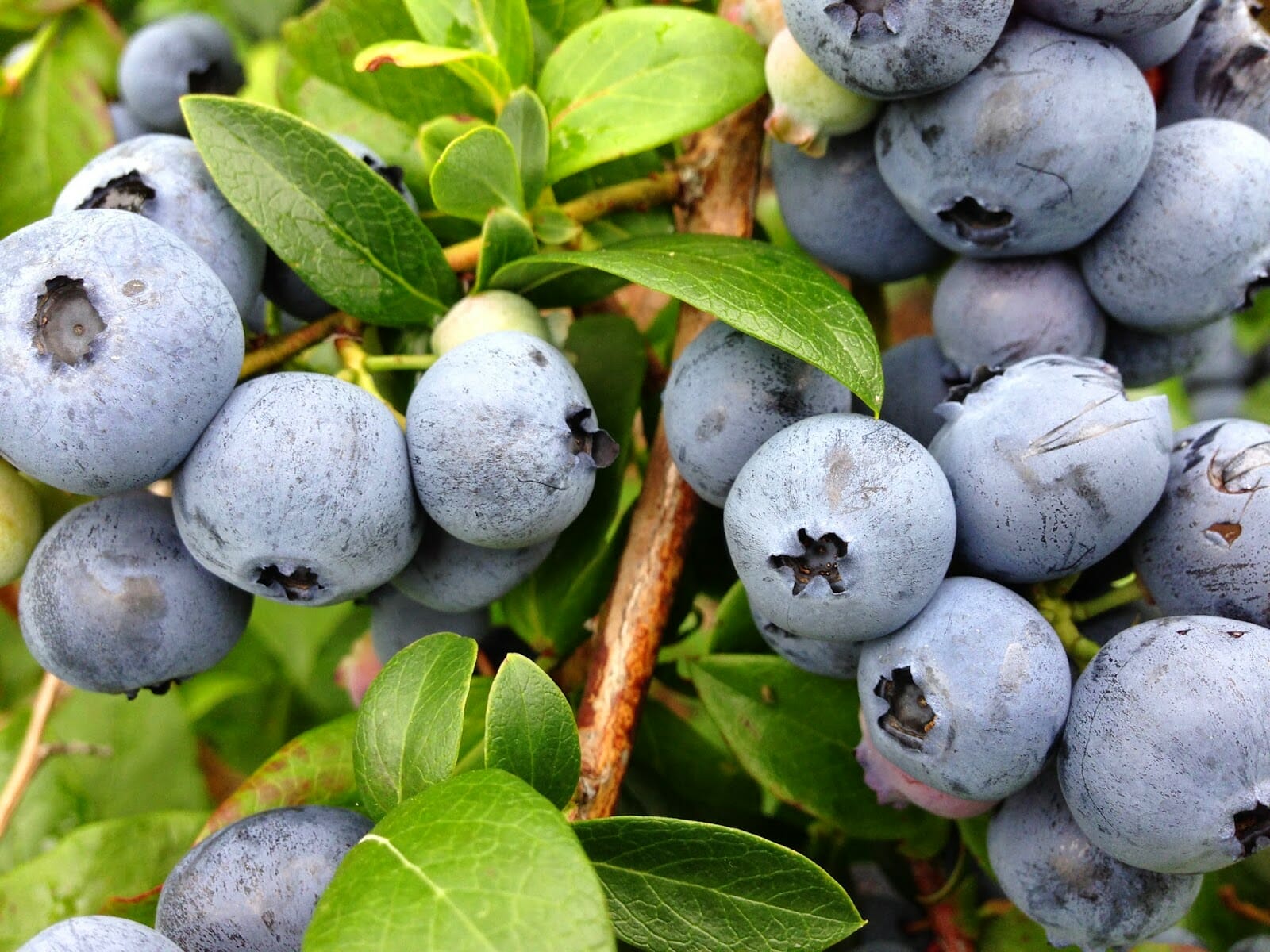 WW: Blueberry Picking